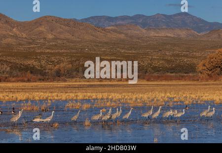 Groupe de grues Sandhill en hiver à Bosque del Apache, Nouveau-Mexique. Banque D'Images