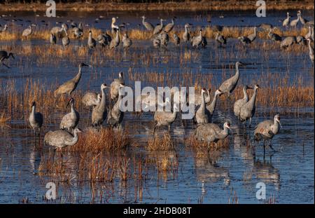 Groupe de grues Sandhill en hiver à Bosque del Apache, Nouveau-Mexique. Banque D'Images