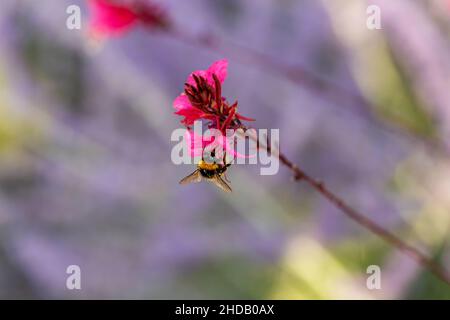 Le bourdon coloré au pollen recueille le nectar sur la fleur rose.Mise au point sélective Banque D'Images