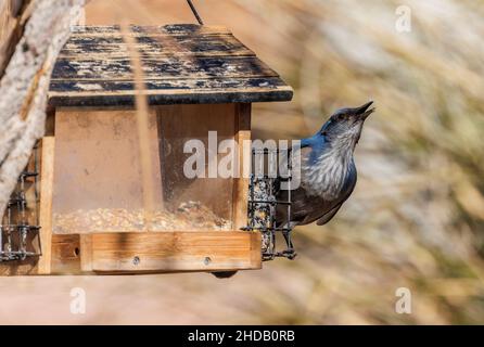 Le gommage de Woodhouse jay, Aphelocoma woodhouseii, dans le jardin, Nouveau-Mexique. Banque D'Images