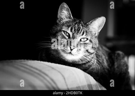 Prise de vue en niveaux de gris d'un chat regardant dans l'appareil photo Banque D'Images