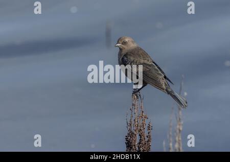 blackbird de Brewer, Euphagus cyanocephalus, femelle perchée dans l'eau, en hiver. Banque D'Images