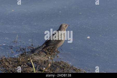 blackbird de Brewer, Euphagus cyanocephalus, femelle perchée dans l'eau, en hiver. Banque D'Images