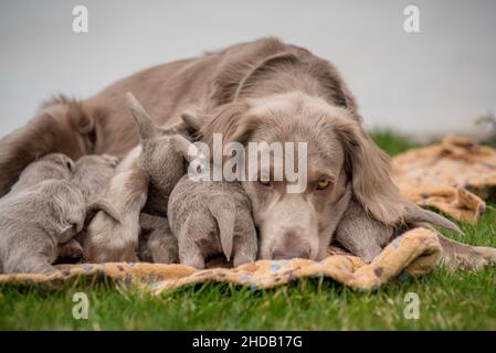 Sept nouveau-nés de long cheveux chiots weimaraner boire à leur chien mère.Les petits chiens gris de race pedigree grandissent avec leur famille. Banque D'Images