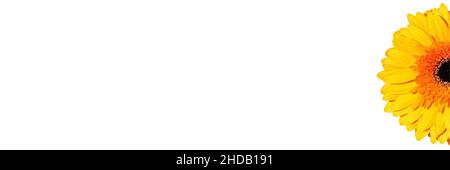 Gerbera fleur macro bannière photo sur fond blanc.Saint Valentin.Le début du printemps.Copier l'espace.Vue de dessus.Pose à plat.Isolé. Banque D'Images