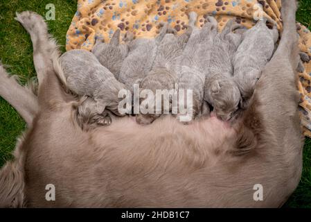 Sept nouveau-nés de long cheveux chiots weimaraner boire à leur chien mère.Les petits chiens gris de race pedigree grandissent avec leur famille. Banque D'Images