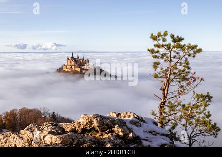 Le château Hohenzollern au-dessus des nuages brouillard avec le pin sur la roche en premier plan Banque D'Images