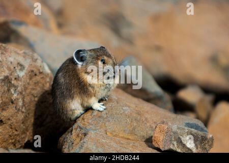 Le petit Pika est un petit mammifère de montagne aux membres courts, ils collectent la végétation, la pile à sécher, prennent dans leurs dens pour manger en hiver Banque D'Images