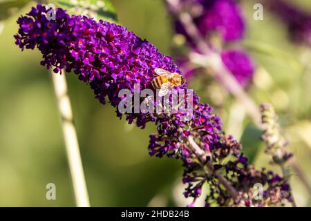 abeille assise sur lilas Banque D'Images