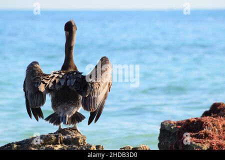 Brown Pelican se bronzant sur une plage mexicaine. Banque D'Images