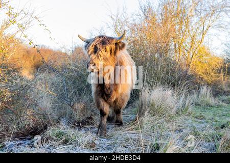 Kettering, Royaume-Uni, 5th janvier 2021, Highland Cow marche le long du champ pendant un hiver froid matin à Tywell Hills et Dales à Kettering le mercredi 5th janvier 2021 crédit: Leila Coker/Alay Live News Banque D'Images