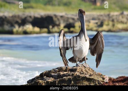 Brown Pelican se bronzant sur une plage mexicaine. Banque D'Images