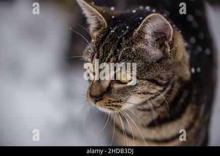 Chat mignon dans la neige d'hiver Banque D'Images