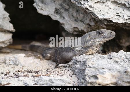 Une Iguana à queue épineuse se pare du soleil sur les rochers au Mexique. Banque D'Images