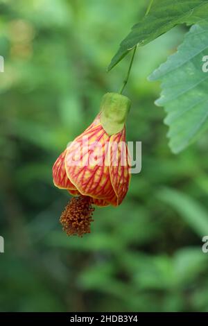 fleur de l'abutilon veiné orange rouge gros plan sur fond vert naturel Banque D'Images