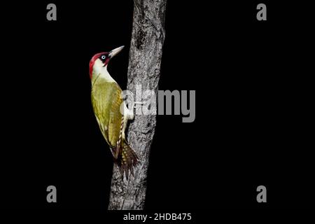 Pic de bois vert européen (Picus viridis) grimpant sur un petit arbre Banque D'Images