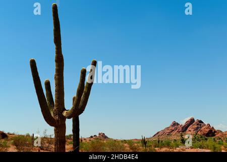 Une journée claire illumine un cactus qui donne sur le parc Popago à Phoenix, États-Unis Banque D'Images