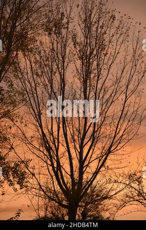 Photos prises au coucher du soleil lors d'une promenade dans le magnifique parc des aqueducs de Rome, avec les ruines majestueuses des anciens aqueducs romains et des arbres Banque D'Images