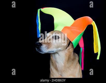 portrait d'un chien mongrel avec chapeau d'arlequin sur fond noir Banque D'Images