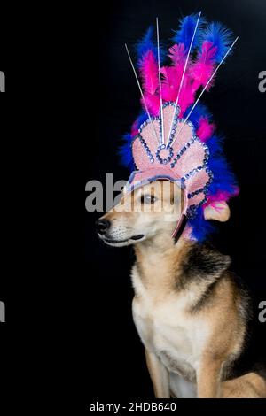 Portrait d'un chien habillé pour le carnaval, avec des plumes, des paillettes et des paillettes sur fond noir Banque D'Images