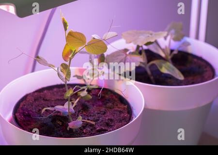 Plantes sous une lampe avec lumière artificielle du soleil Banque D'Images