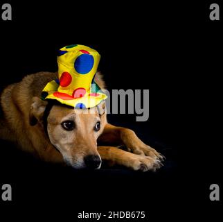 portrait d'un chien mongrel avec chapeau jaune et pois colorés sur fond noir Banque D'Images