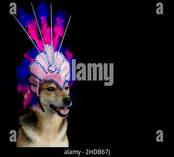 Portrait d'un chien habillé pour le carnaval, avec des plumes, des paillettes et des paillettes sur fond noir Banque D'Images