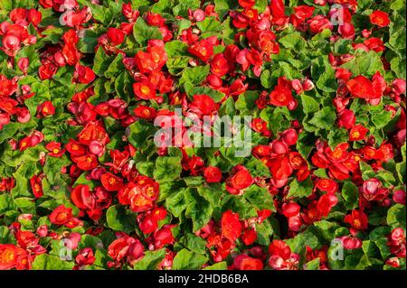 Begonia semperflorens fond qui est une plante florale annuelle d'été avec une fleur rouge d'été communément connue sous le nom de mengonias de cire, stock photo im Banque D'Images