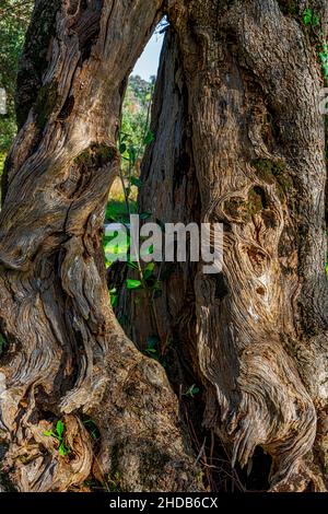 Oliviers séculaires dans la réserve naturelle de Parco dell'olivo à Venafro.Venafro, province d'Isernia, Molise, Italie, Europe Banque D'Images