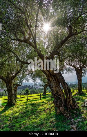 Oliviers séculaires dans la réserve naturelle de Parco dell'olivo à Venafro.Venafro, province d'Isernia, Molise, Italie, Europe Banque D'Images