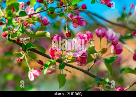 écarlate, rose, bourgeons printaniers de fleurs d'arbres, pommiers, fleuris sur des branches Banque D'Images