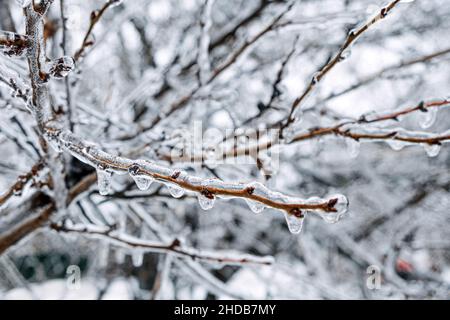 Pluie verglaçante, risques de givrage.Branche d'arbre surgelée dans la ville d'hiver.Gros plan sur les branches d'arbres glacés.Glaçage, buissons gelés.Conditions de givrage.Mise au point sélective Banque D'Images