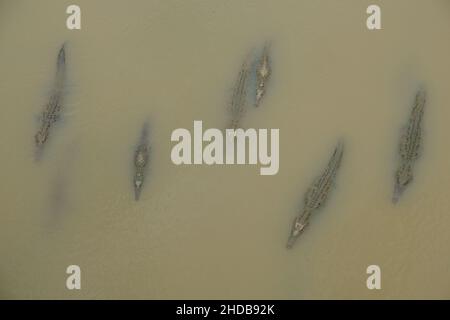 Tarcoles du Costa Rica - vue aérienne Crocodile américain - Crocodile costaricain Banque D'Images