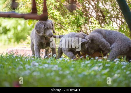 Chiots Weimaraner à cheveux longs jouant avec une chaise de plage dans la prairie verte dans le jardin.Chiots Weimaraner à poil long. Banque D'Images