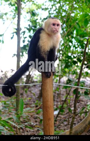 Costa Rica Manuel Antonio Nationalpark - Monkey de capucins à face blanche - Cebus capucinus Banque D'Images