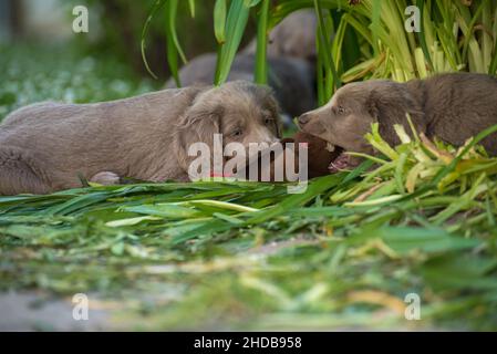 Les chiots Weimaraner à poil long jouent avec leurs frères et sœurs dans la grande herbe du jardin avec leurs frères et sœurs et un animal bourré.Pedigree cheveux longs Banque D'Images