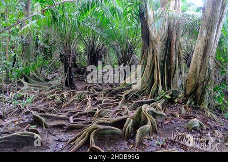 Costa Rica Drake Bay Parc national du Corcovado - les racines d'un arbre de la forêt tropicale Banque D'Images