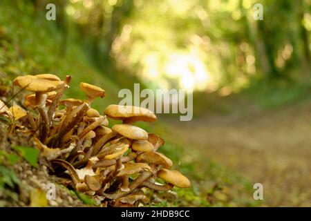 Les champignons poussent sur le côté d'un tunnel d'arbres près de Halnaker au Royaume-Uni. Banque D'Images