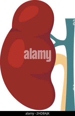 Icône rein urologique.Illustration plate de l'icône du vecteur de rein urologique isolée sur fond blanc Illustration de Vecteur