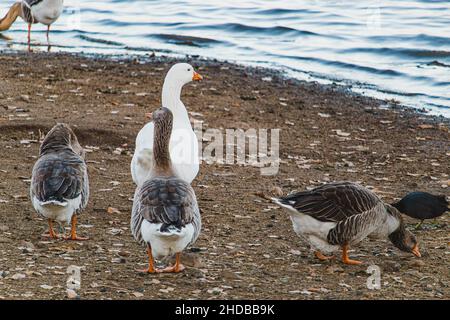 Canards qui se rafraîchissent au bord du lac Banque D'Images