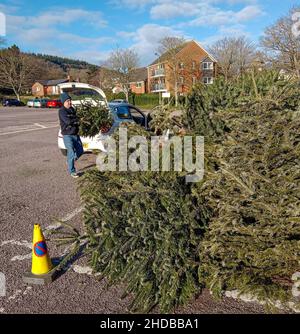 Sidmouth, Devon, 5th janvier 2022 douzième nuit, et comme les arbres de Noël descendent, ils sont pris pour recyclage dans un parking près du front de mer à Sidmouth, Devon.Credit: Photo Central/Alamy Live News Banque D'Images