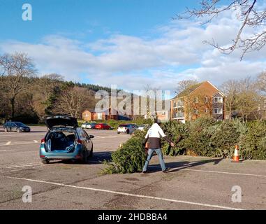 Sidmouth, Devon, 5th janvier 2022 douzième nuit, et comme les arbres de Noël descendent, ils sont pris pour recyclage dans un parking près du front de mer à Sidmouth, Devon.Credit: Photo Central/Alamy Live News Banque D'Images