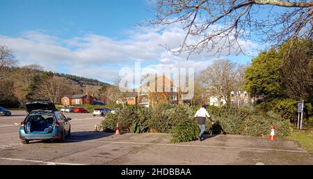 Sidmouth, Devon, 5th janvier 2022 douzième nuit, et comme les arbres de Noël descendent, ils sont pris pour recyclage dans un parking près du front de mer à Sidmouth, Devon.Credit: Photo Central/Alamy Live News Banque D'Images