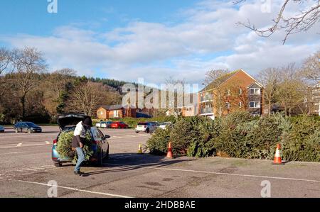 Sidmouth, Devon, 5th janvier 2022 douzième nuit, et comme les arbres de Noël descendent, ils sont pris pour recyclage dans un parking près du front de mer à Sidmouth, Devon.Credit: Photo Central/Alamy Live News Banque D'Images