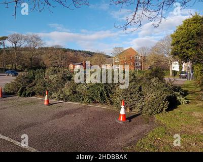 Sidmouth, Devon, 5th janvier 2022 douzième nuit, et comme les arbres de Noël descendent, ils sont pris pour recyclage dans un parking près du front de mer à Sidmouth, Devon.Credit: Photo Central/Alamy Live News Banque D'Images