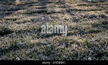 Image d'arrière-plan de l'herbe recouverte de givre au soleil le matin d'un hiver froid Banque D'Images