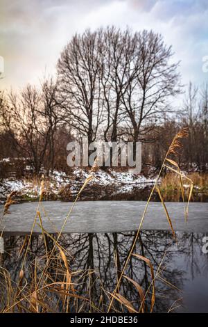 Branches d'une tige jaune sèche de roseaux sur la rive d'un lac gelé qui a commencé à être couverte de glace et d'arbres sans feuilles de l'autre côté Banque D'Images