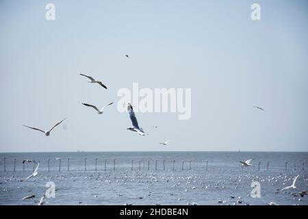 Migration saisonnière régulière des oiseaux de mer au centre de loisirs de Bangpu, dans la baie de bangkok, pour les personnes thaïes et les voyageurs étrangers Banque D'Images