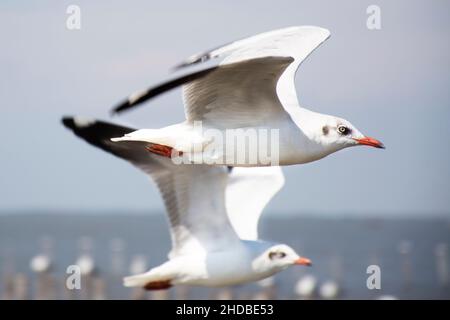 Migration saisonnière régulière des oiseaux de mer au centre de loisirs de Bangpu, dans la baie de bangkok, pour les personnes thaïes et les voyageurs étrangers Banque D'Images