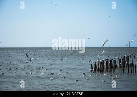 Migration saisonnière régulière des oiseaux de mer au centre de loisirs de Bangpu, dans la baie de bangkok, pour les personnes thaïes et les voyageurs étrangers Banque D'Images